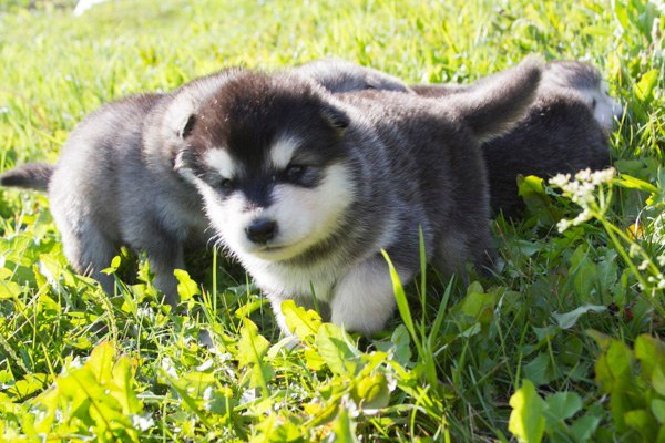 Катание на хаски в Челябинске. Ultra Подарки. Катание на хаски в Челябинске. Попробуйте Катание на хаски. Сервис: UltraPodarki.ru 8 800 505 95 30. Катание на хаски Челябинск, Катание на хаски в Челябинске, хаски, животные в Челябинске,