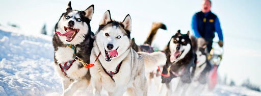 Катание на хаски в Челябинске. Ultra Подарки. Катание на хаски в Челябинске. Попробуйте Катание на хаски. Сервис: UltraPodarki.ru 8 800 505 95 30. Катание на хаски Челябинск, Катание на хаски в Челябинске, хаски, животные в Челябинске,