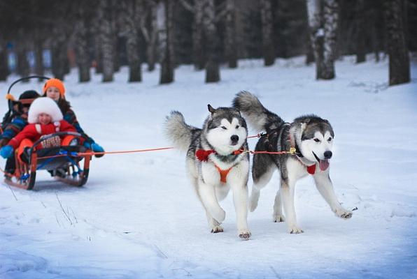 Катание на хаски в Челябинске. Ultra Подарки. Катание на хаски в Челябинске. Попробуйте Катание на хаски. Сервис: UltraPodarki.ru 8 800 505 95 30. Катание на хаски Челябинск, Катание на хаски в Челябинске, хаски, животные в Челябинске,