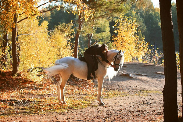 Верховая езда и конные прогулки в Челябинске. Подарочные сертификаты Ultra Подарки. Купить оригинальный подарок или подарочный сертификат на Верховая езда и конные прогулки в Челябинске. Сервис UltraPodarki.ru 8-800-505-9530. Катание на лошадях, Прогулка на лошади, Прогулка на лошадях для двоих, Верховая езда и конные прогулки, конный клуб, Конный клуб Быстрай, конная прогулка, конная прогулка в Челябинске