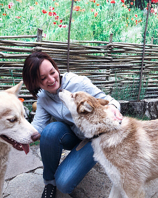 Катание на хаски в Челябинске. Ultra Подарки. Катание на хаски в Челябинске. Попробуйте Катание на хаски. Сервис: UltraPodarki.ru 8 800 505 95 30. Катание на хаски Челябинск, Катание на хаски в Челябинске, хаски, животные в Челябинске,