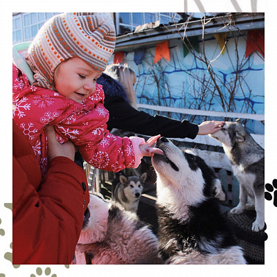 Катание на хаски в Челябинске. Ultra Подарки. Катание на хаски в Челябинске. Попробуйте Катание на хаски. Сервис: UltraPodarki.ru 8 800 505 95 30. Катание на хаски Челябинск, Катание на хаски в Челябинске, хаски, животные в Челябинске,