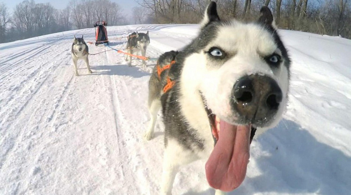 Катание на хаски в Челябинске. Ultra Подарки. Катание на хаски в Челябинске. Попробуйте Катание на хаски. Сервис: UltraPodarki.ru 8 800 505 95 30. Катание на хаски Челябинск, Катание на хаски в Челябинске, хаски, животные в Челябинске,