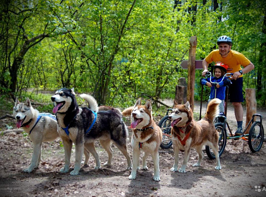 Катание на хаски в Челябинске. Ultra Подарки. Катание на хаски в Челябинске. Попробуйте Катание на хаски. Сервис: UltraPodarki.ru 8 800 505 95 30. Катание на хаски Челябинск, Катание на хаски в Челябинске, хаски, животные в Челябинске,