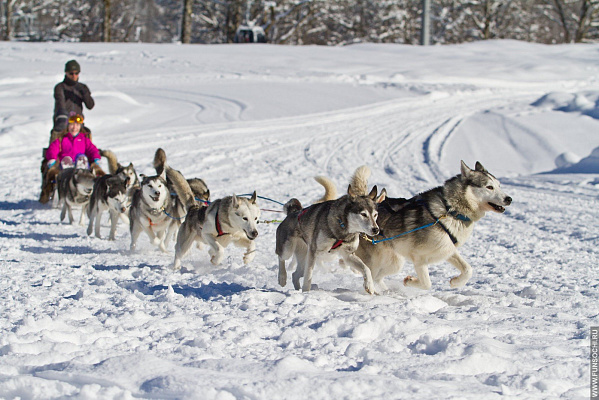 Катание на хаски в Челябинске. Ultra Подарки. Катание на хаски в Челябинске. Попробуйте Катание на хаски. Сервис: UltraPodarki.ru 8 800 505 95 30. Катание на хаски Челябинск, Катание на хаски в Челябинске, хаски, животные в Челябинске,
